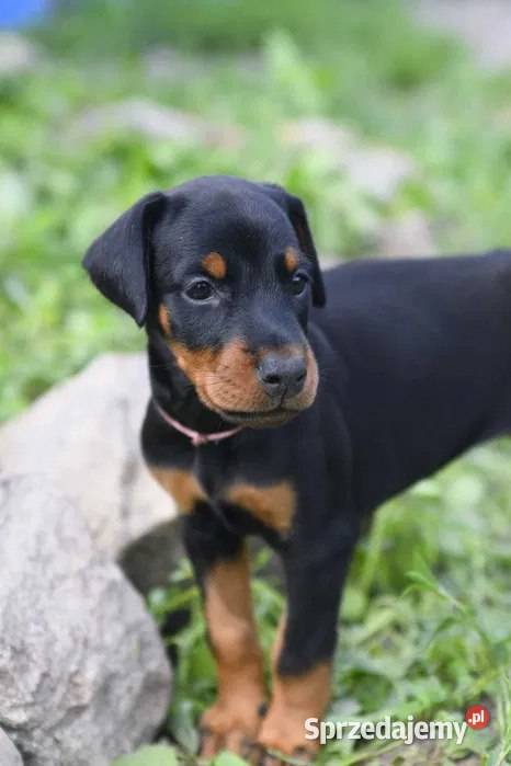 uroczy szczeniak dobermana