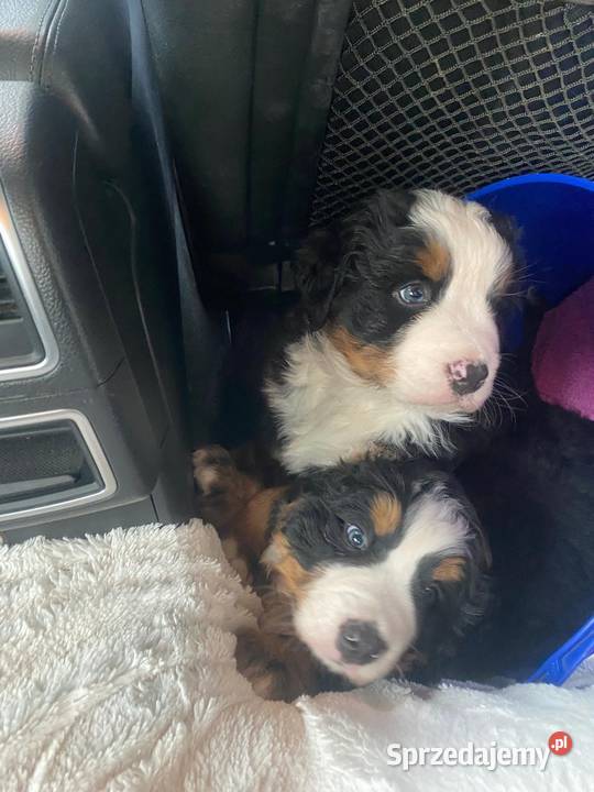 Berneński pies pasterski Berneński Pies Pasterski Krzeszowice