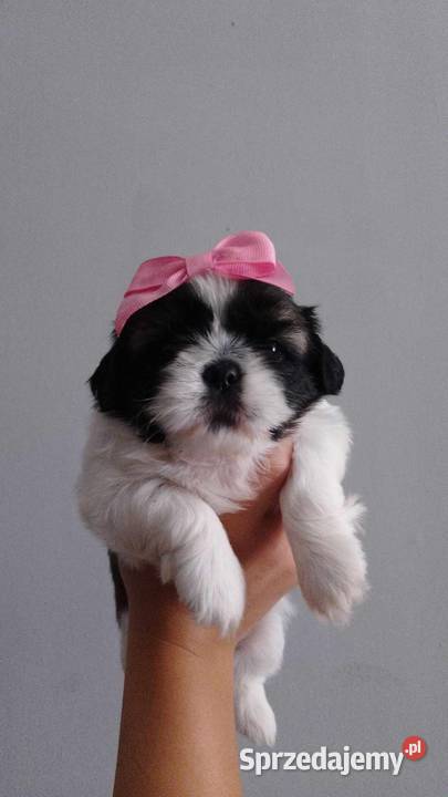 Szczeniaki Shih tzu