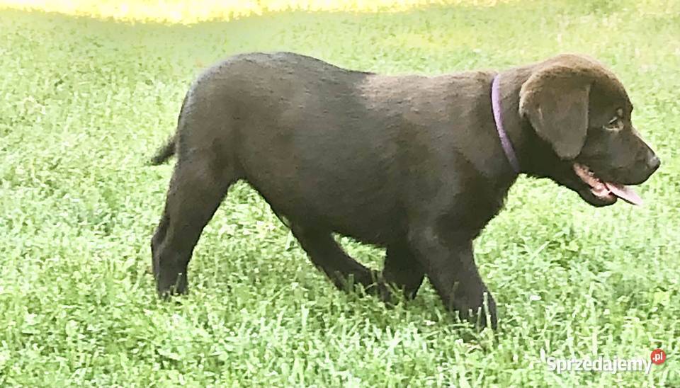 Labrador czekoladowy szczenię piesek Bogumiłowice