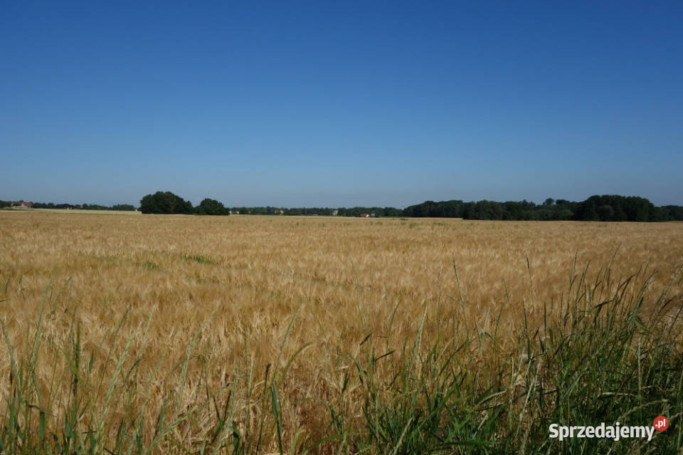 Skoczów Pruchna 115ha pod stadnine zabudowe lux Katowice sprzedam