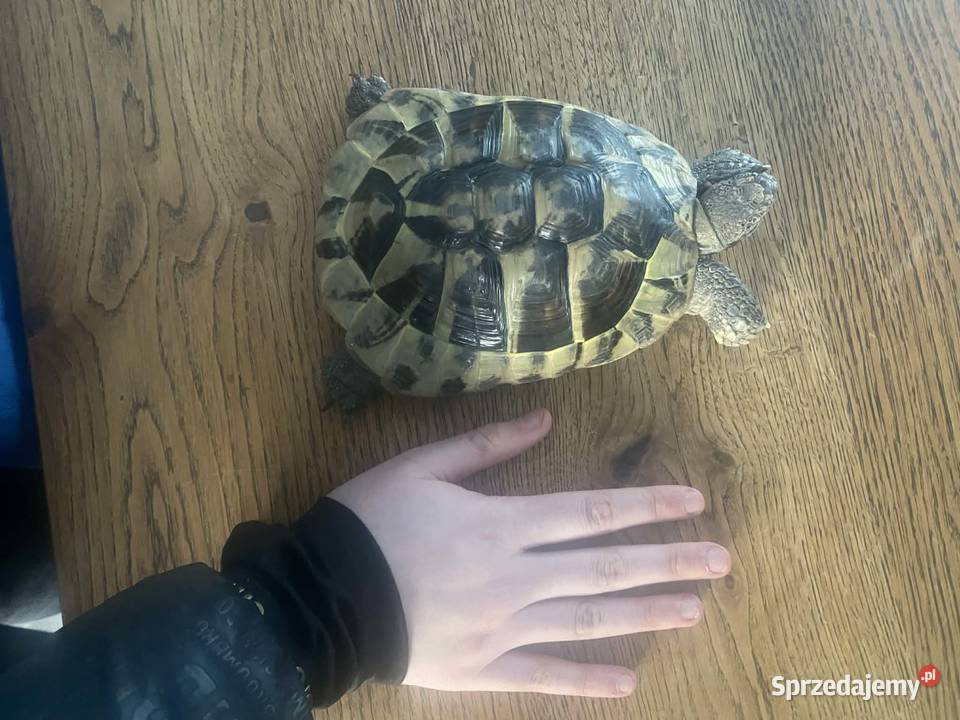Żółw grecki Oświęcim