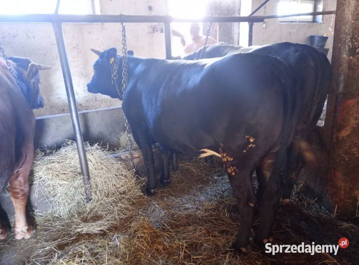Sprzedam Jałówkę Cielną Pińczyce sprzedam