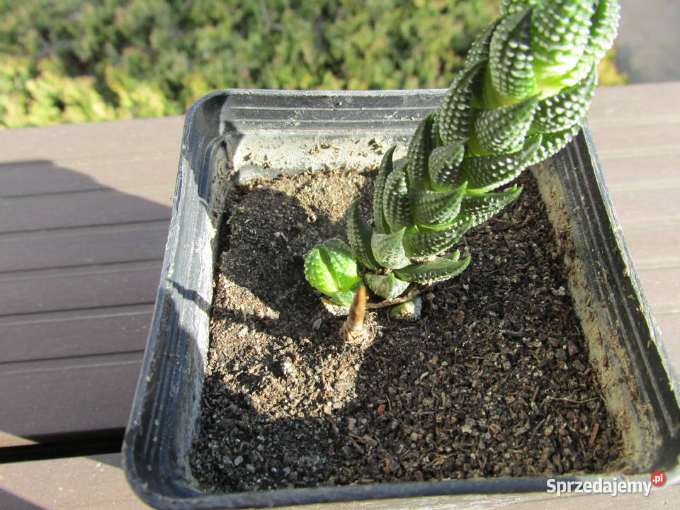 Miniaturowy sukulent kolekcjonerski haworthia Kraków sprzedam