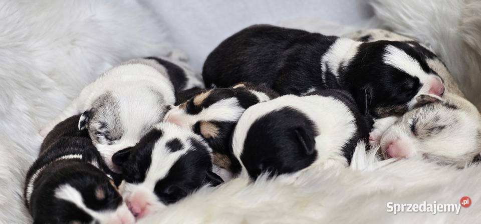 Welsh Corgi Cardigan dziewczynka suczka Pszów sprzedam