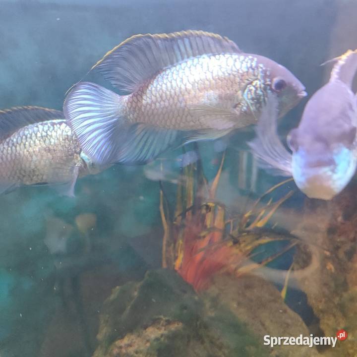 Pielęgnica Akara Electric Blue Młodzież 2 Ruda Śląska