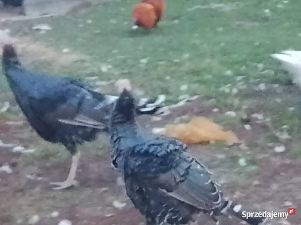 Indyki i indyczki sprzedam Brzeźno