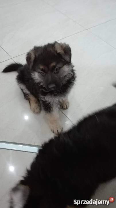 Szczeniaki owczarek niemiecki Świdnica sprzedam