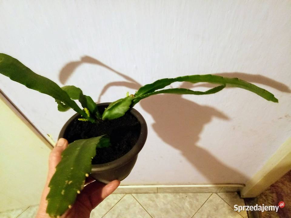 Epifilium Epiphyllum Ackermanii Sukulenty Skierniewice sprzedam