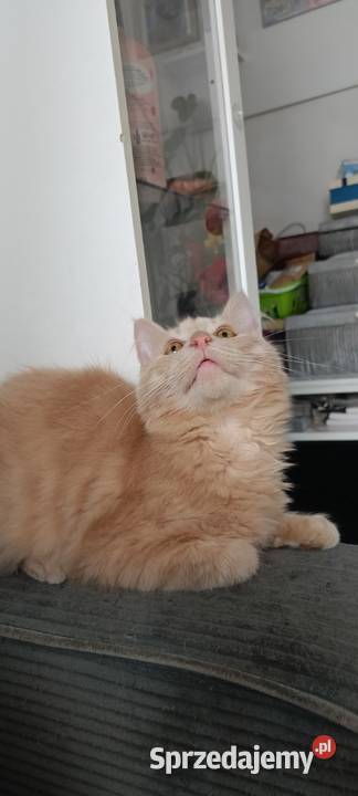Gryzek Maine Coon Starogard Gdański sprzedam