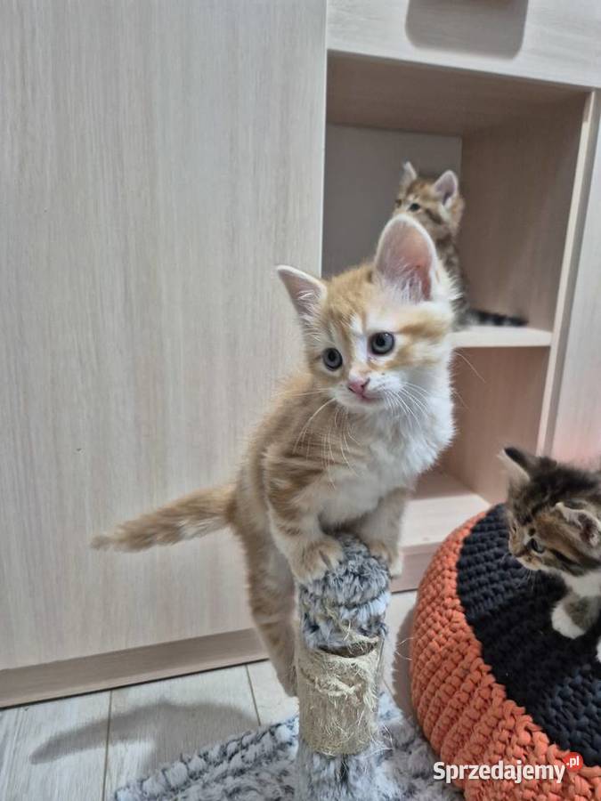 Kocurek Syberyjski OLO rodowód FIFE FPL Stary Broniszew sprzedam