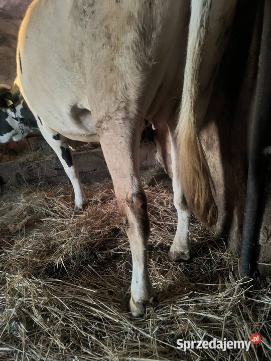 Jałówka wysokocielna Kucice