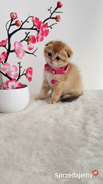 Kotka Szkocka złota zwisłoucha Scottish fold Wrocław