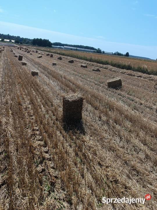 Słoma pszenna i owsiana Wielmoża sprzedam