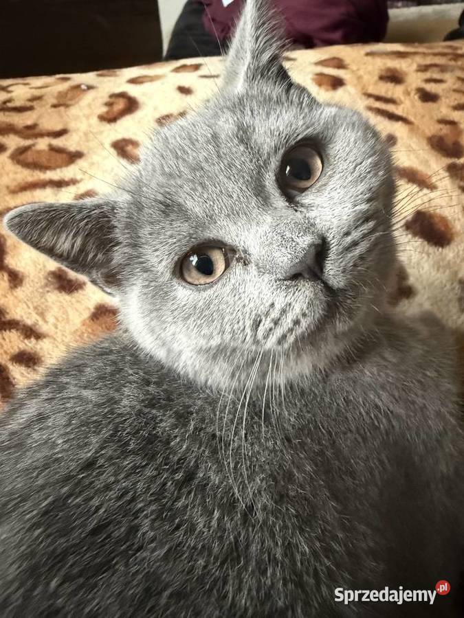 Kotek brytyjski krótkowłosy Kocurek