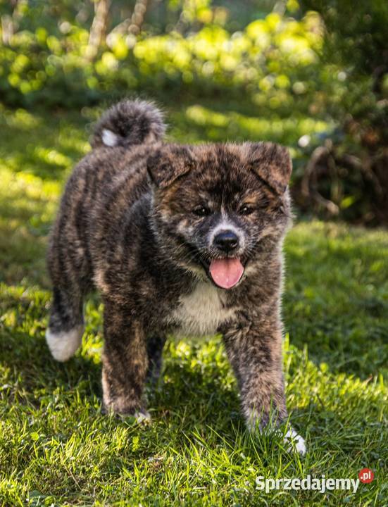 AKITA INU JAPOŃSKA ZKwPFCI szczeniak suczka Zwierzęta Bełk
