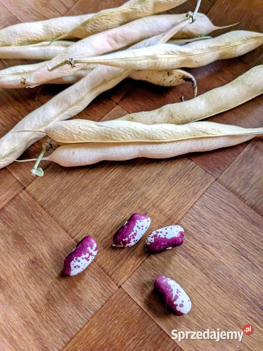 Mix fasola tyczna i karłowa szparagowa Nasiona Kraków