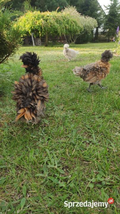 Kury ozdobne Silki Czubatki Ełk