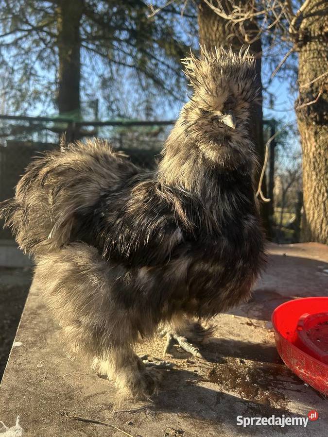 Sprzedam kolorowe koguty silki Lucynów