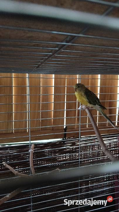 Świergotki Inowrocław sprzedam