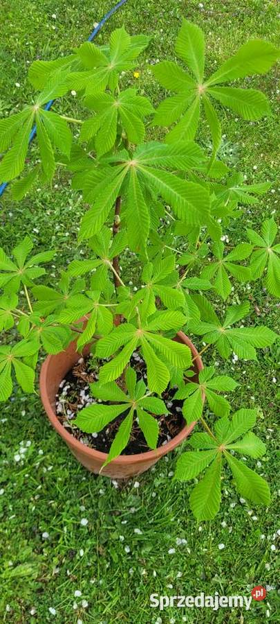 Kasztanowiec zwykły biały Rośliny przemysłowe Żory