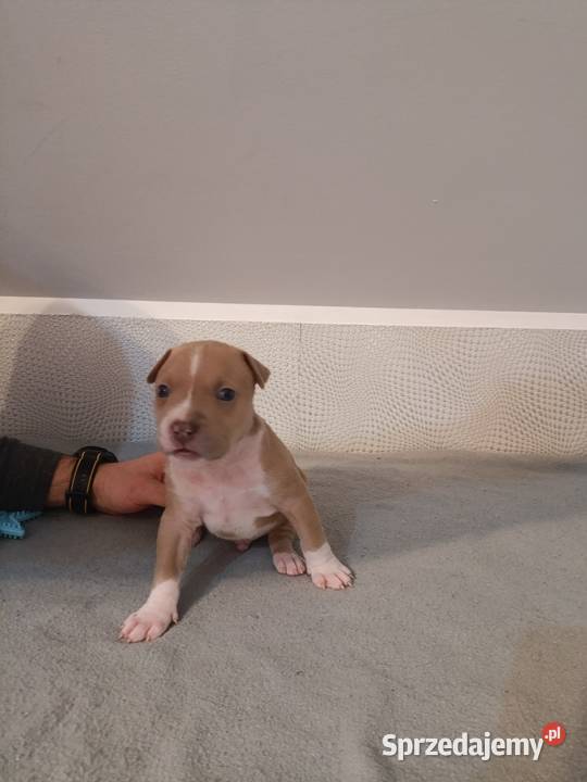 Szczeniaki American staffordshire terrier Nieledew