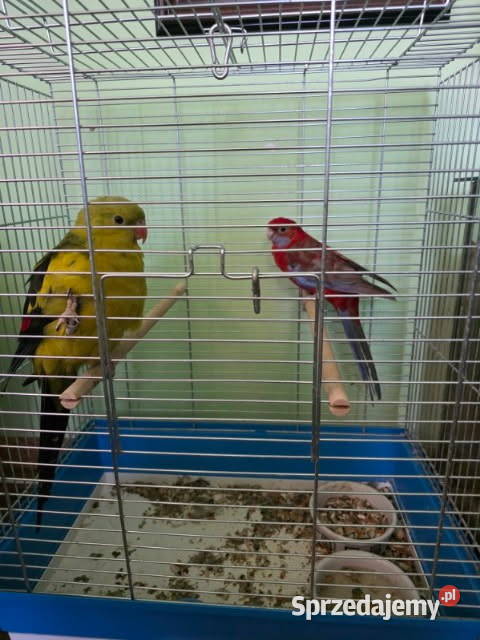 Sprzedam Rozellę Królewską i papugę Górską Szczecin