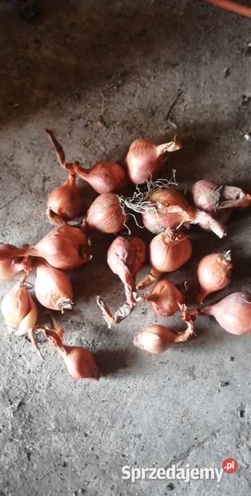 sprzedam cebulę czosnkową Rolnictwo Nadolna-Kolonia sprzedam