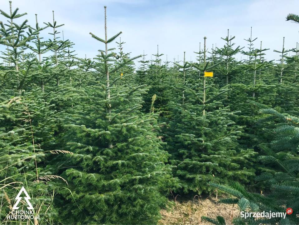 Choinki Jodła kaukaska cięte i donica 80300