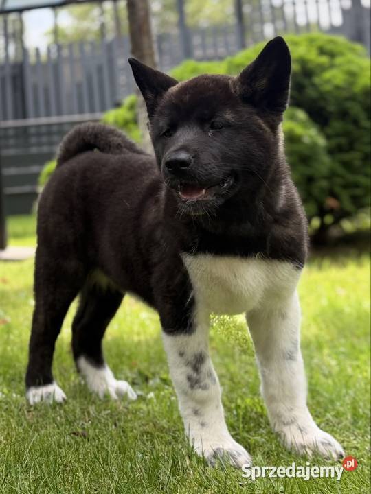 Akita amerykańska Gorzów Wielkopolski