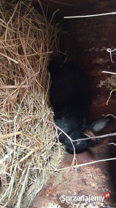 Młode samce Obarzym sprzedam