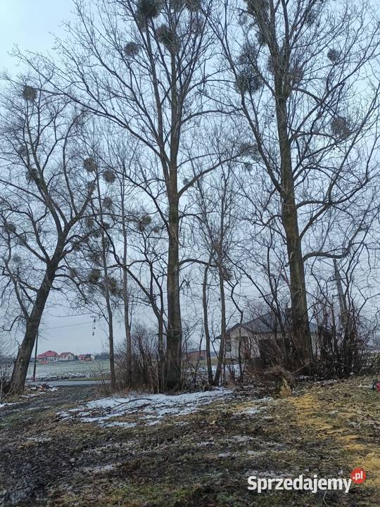 Topola sokora 7 sztuk Cyców