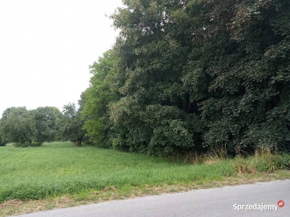 Działka Rolnobudowlana 31zł/m2 Sprzedaż Nieruchomości Sienno