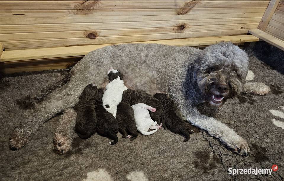 Lagotto Romagnolo ZKwPFCI samiec szczeniak
