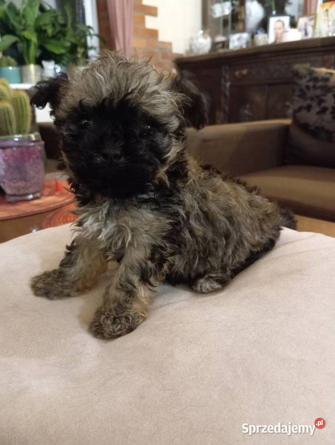 Sprzedam Sunię rasy Rosyjska Bolonka Kolorowa Środa Wielkopolska