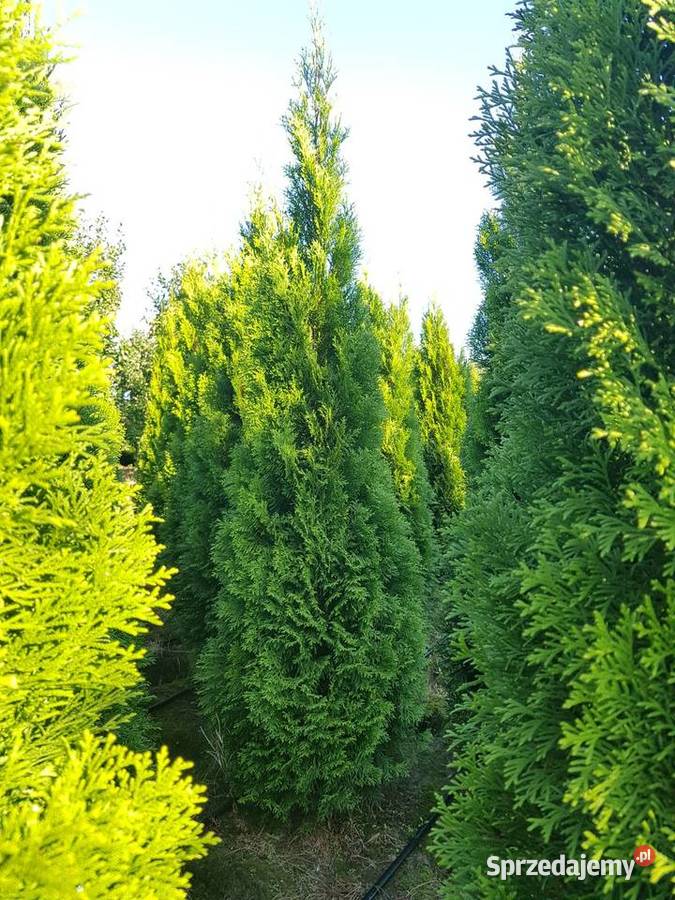 Tuja szmaragd Tuje Szmaragd 160180 Transport