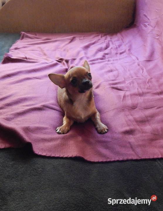 Bursztynowo czarno biały piesek śląskie Częstochowa