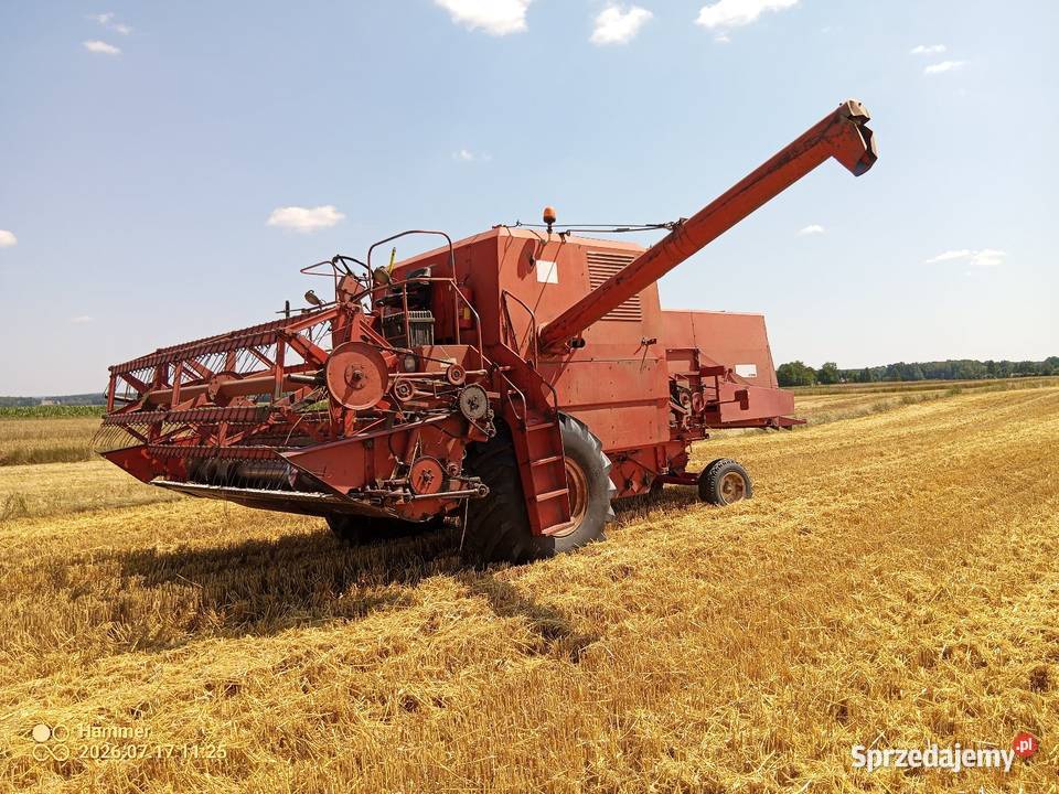 Bizon nieuszkodzony Boża Wola