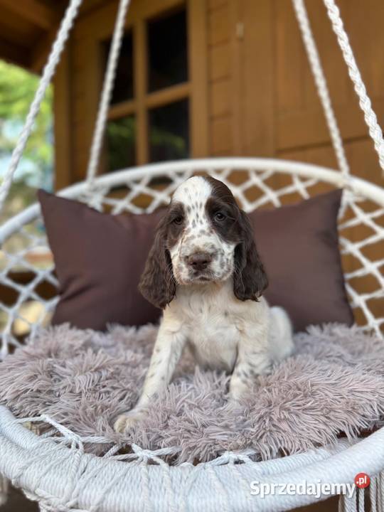 Śliczny piesek Cocker Spaniel Angielski liver Warszawa