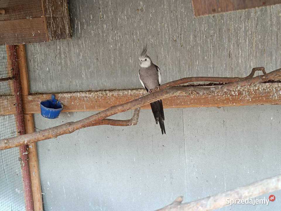 Papuga nimfa białogłowa samiec Przymiłowice