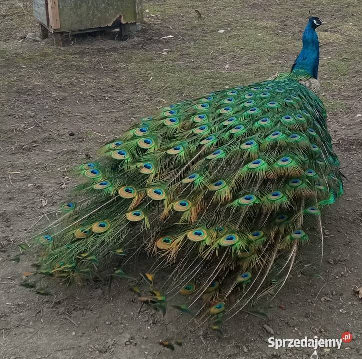 jaja lęgowe pawie indyjskie Zamość sprzedam