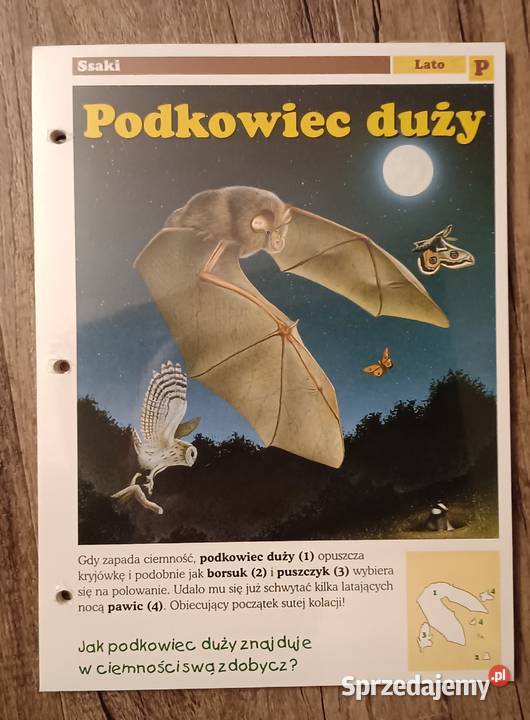 Leśne przygody kolekcja zestaw kart 3739 4042 Zbylitowska Góra