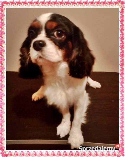 Strzyżenie psów psi fryzjer GROOMERczyszczenie Myślenice sprzedam