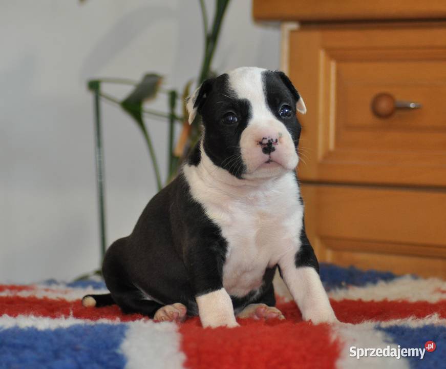 Amstaff zkwp FCI przepiękne suczki Koziegłowy