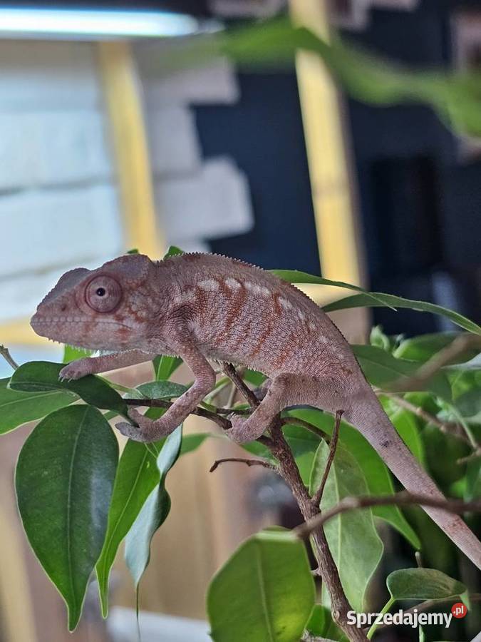 Kameleon lamparci samiczka Gady i płazy Kraków