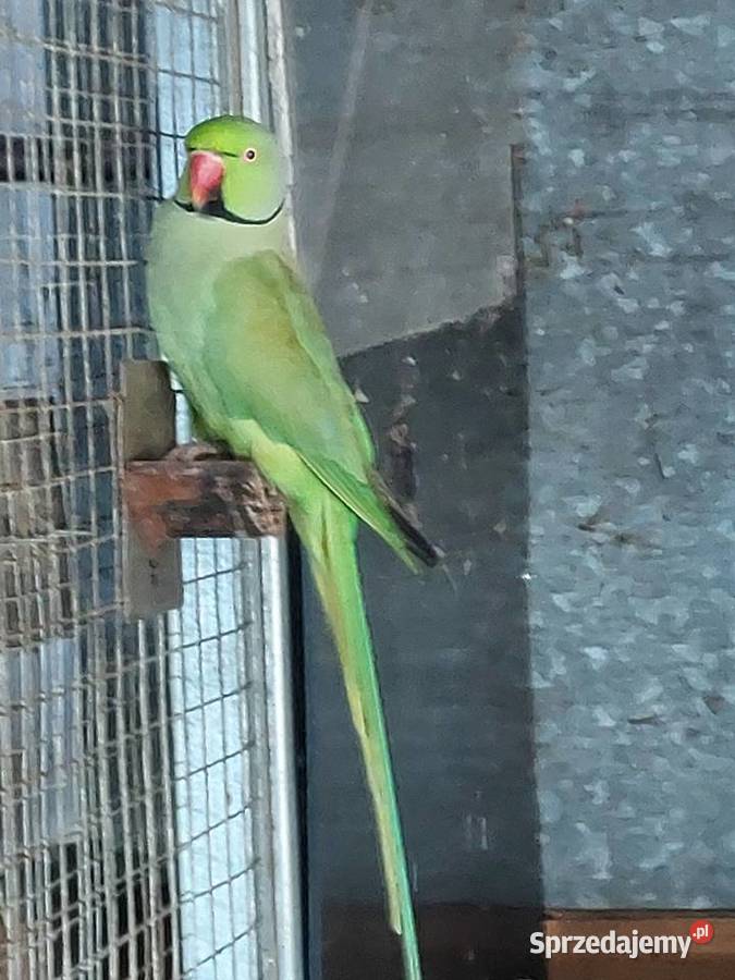 Aleksandretta Obrożna samiec Nowa Sól