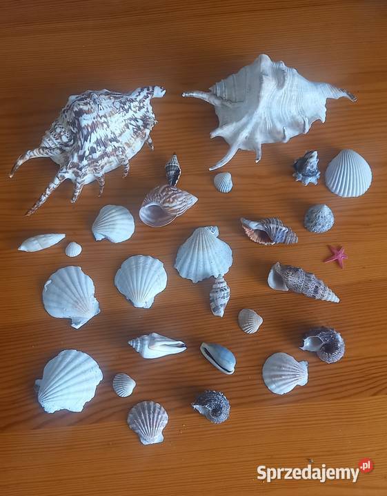 Muszle muszelki kolekcja 26 sztuk wielokolorowy Małkinia Górna