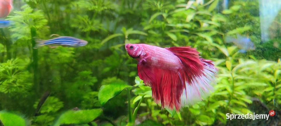 Sprzedam samca bojownika lubelskie Zamość sprzedam