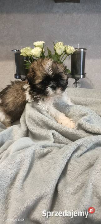Shih Tzu piesek TOBI rodowód Koszalin