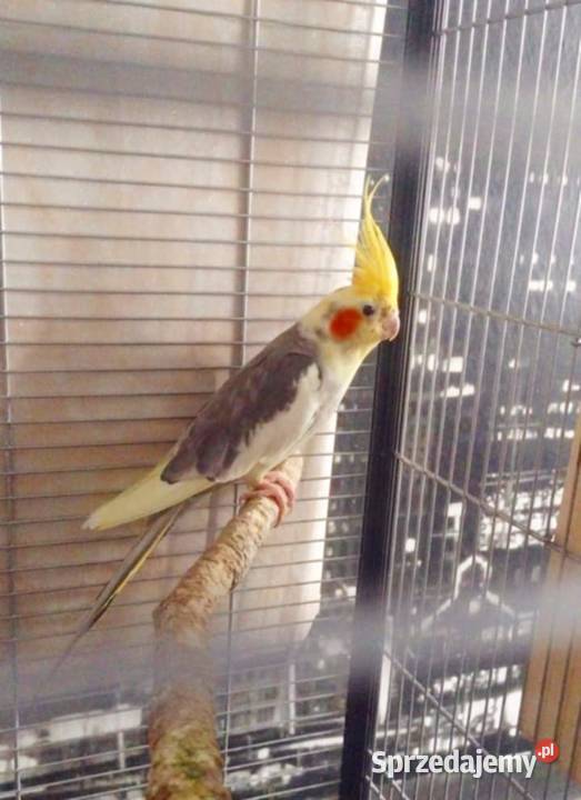 Samiec nimfy młody Grudziądz sprzedam